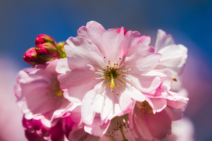 上海市2020年自学考试专升本是什么意思?(图1) 上海市2020年自学考试专升本是什么意思?(图1)