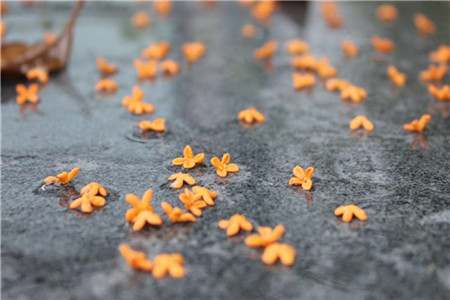 上海市2021年1月份自考报名后没有去考试会有什么后果？(图1)